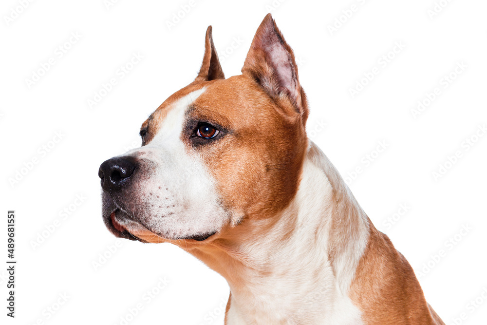 dog breed american staffordshire terrier brown color closeup isolated on white background