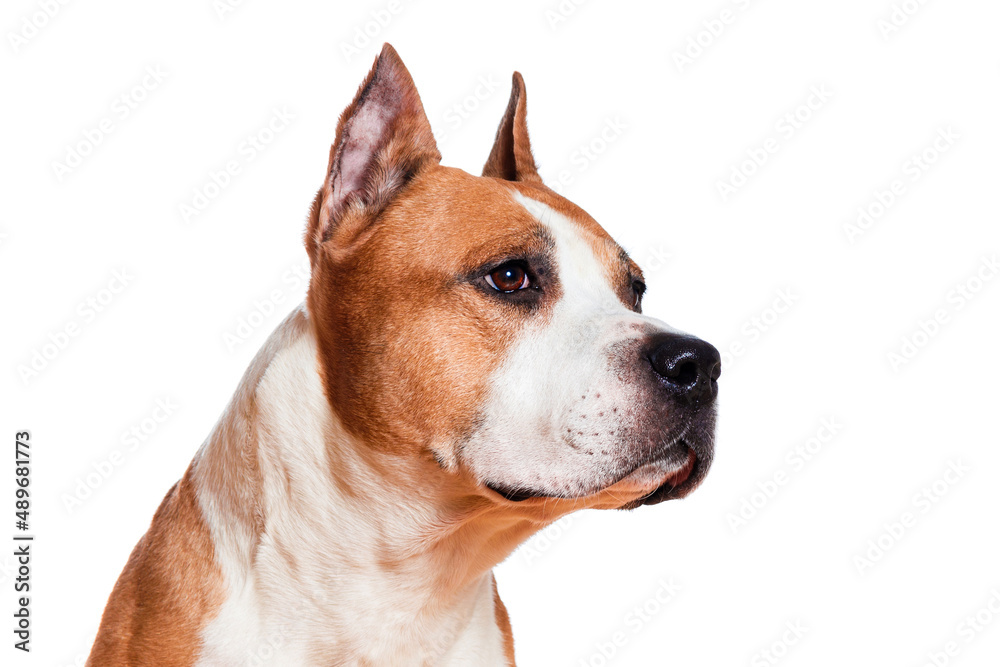 dog american staffordshire terrier brown color looking sideways closeup isolated on white background