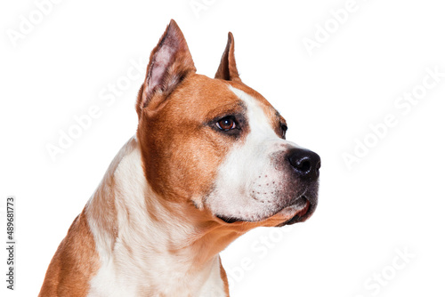 dog american staffordshire terrier brown color looking sideways closeup isolated on white background © Fotograf