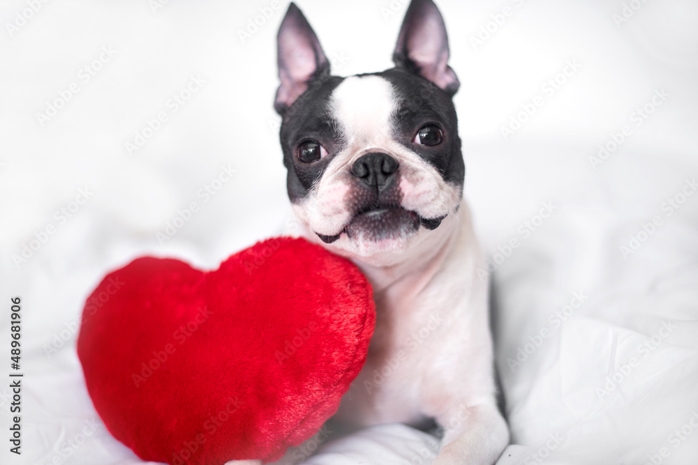 contented and happy young Boston Terrier dog is sitting on a snow-white bed with a smile and a soft red heart. The concept of love, wedding and Valentine's day