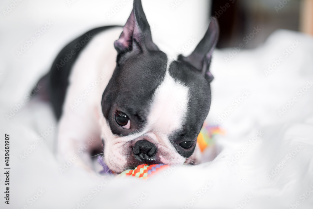 Funny Boston Terrier is playing with a colored toy on the bed in the bedroom at home. The dog is happy and contented