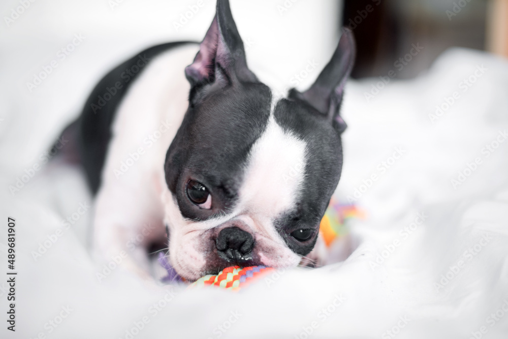 Funny Boston Terrier is playing with a colored toy on the bed in the bedroom at home. The dog is happy and contented Funny Boston Terrier is playing with a colored toy on the bed in the bedroom at home. The dog is happy and contented