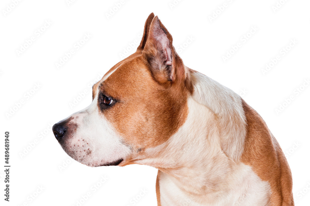 dog breed american staffordshire terrier brown color looking sideways isolated on white background