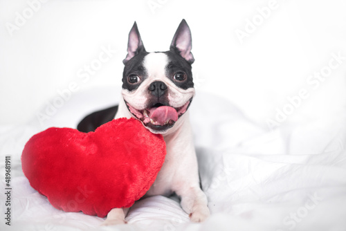 contented and happy young Boston Terrier dog is sitting on a snow-white bed with a smile and a soft red heart. The concept of love, wedding and Valentine's day © leksann