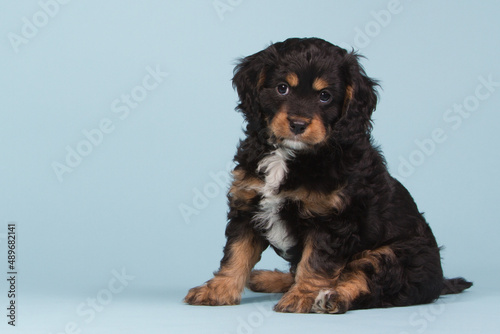 Beautiful tricolored cavapoo puppy on a blue background photo
