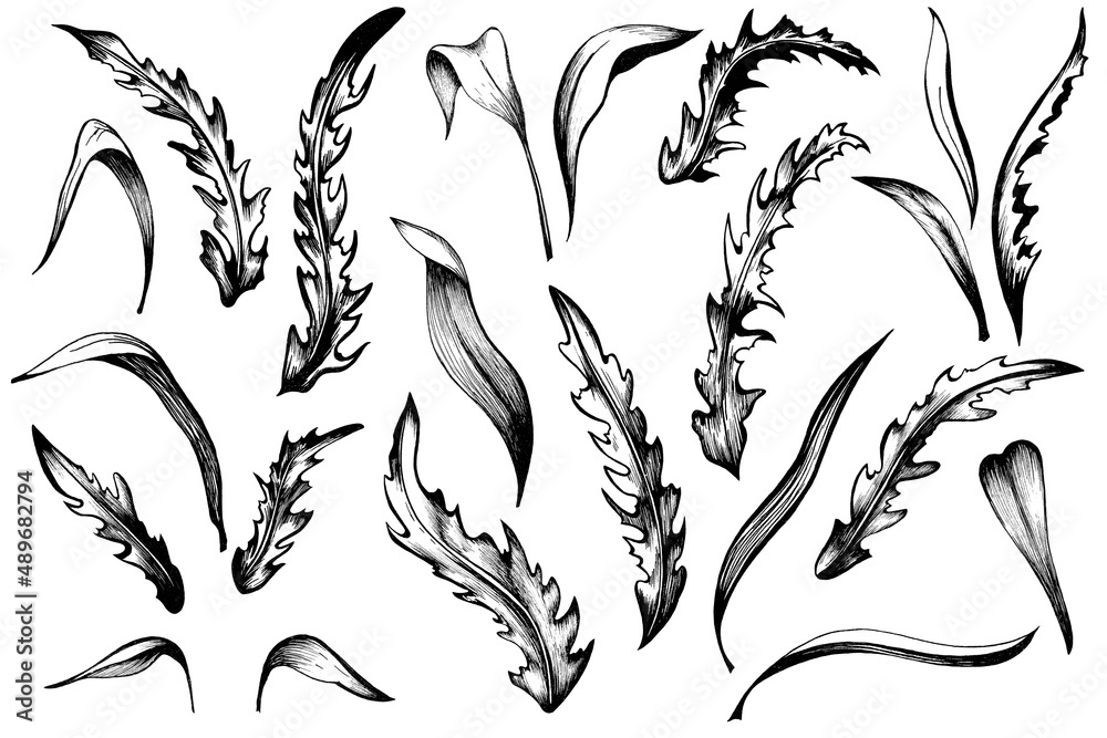 Collection of sketches of leaves. Hand drawn ink elements. Collection of sketches of leaves. Hand drawn ink elements.