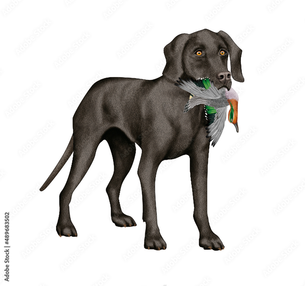 Fototapeta premium chien, animal de compagnie, braque de weimar, noir, gibier, sarcelle , mal, femelle, à poil court, animal, brun, chiot, canidé, isolé, braque, joli, race, blanc, portrait, mammifère, chien de rapport