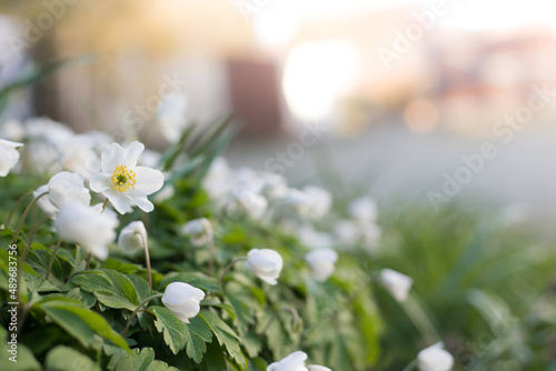 Spring flowers in the morning light. Blurred soft background of a white spring flower Anemone nemorosa.