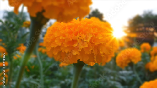 Tagetes is a genus of annual or perennial, mostly herbaceous plants in the sunflower family Asteraceae.