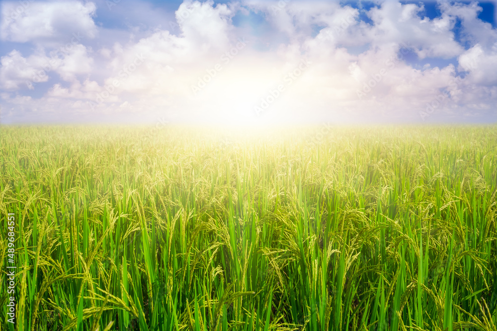 Paddy rice grains in rice field against blue sky background and sun rays.