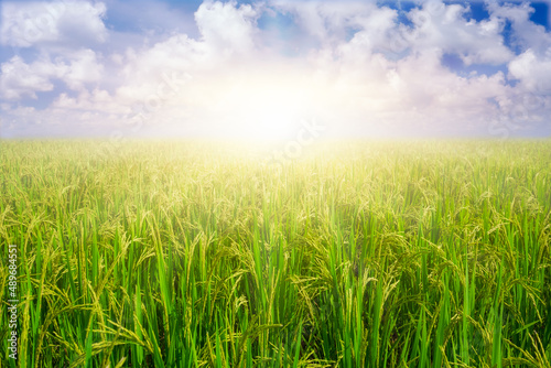 Paddy rice grains in rice field against blue sky background and sun rays.