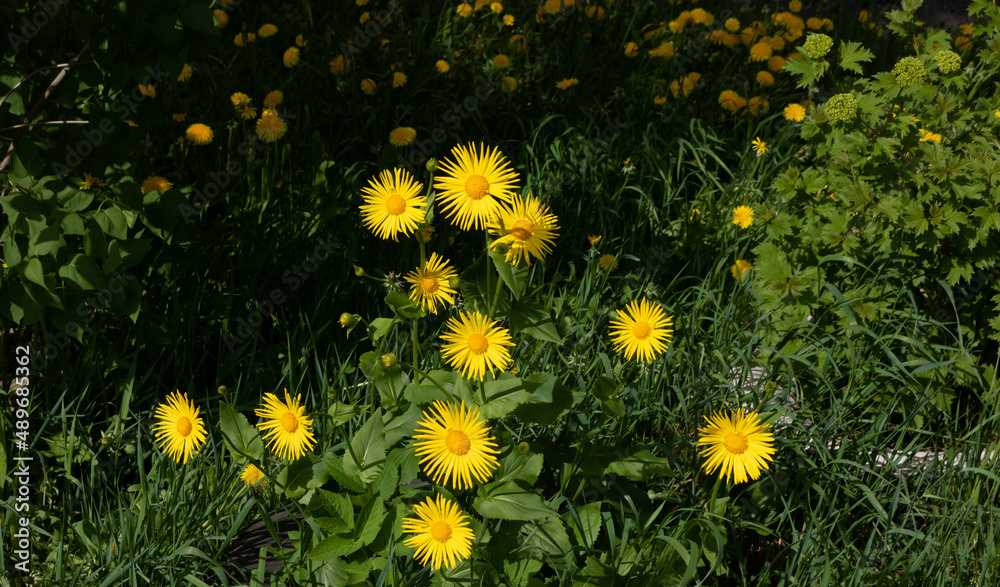 Obraz premium Yellow aster flowers doronicum oriental on a flowerbed on a bright sunny day