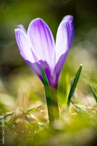 close up view of purple blooming crocus