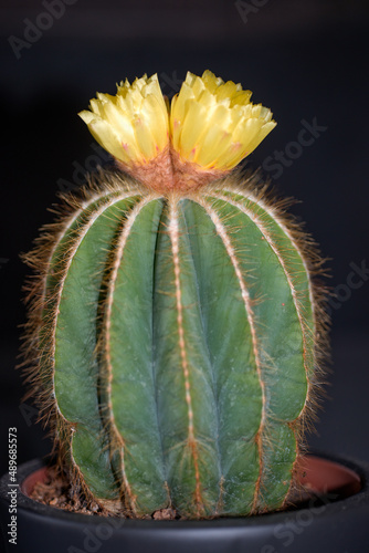 yellow blooming cactus - Notocactus magnificus