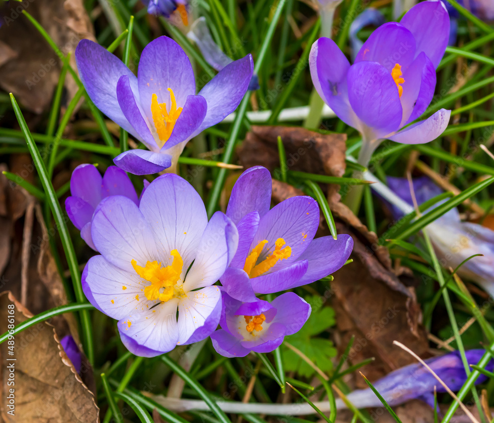 Krokusse läuten den Frühling ein Krokusse läuten den Frühling ein