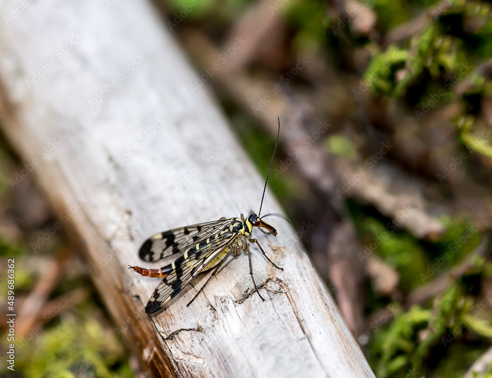 Specimen of female scorpionfly sitting on a piece of wood Specimen of female scorpionfly sitting on a piece of wood