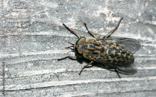 pale giant horsefly - Tabanus bovinus
