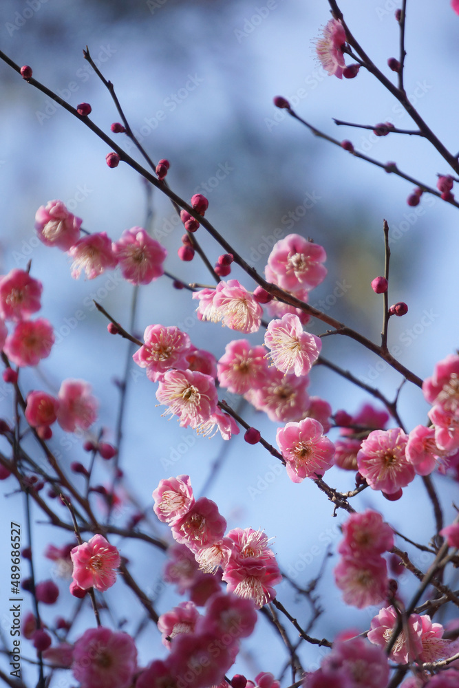 早春の公園に咲く梅の花 早春の公園に咲く梅の花
