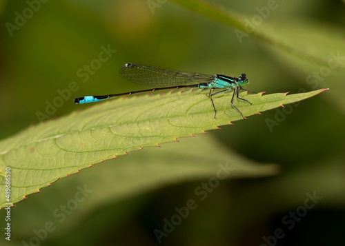 close up view of a damselfly in natural environment