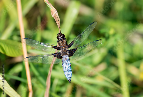 dragonfly - black-tailed skimmer - Orthetrum cancellatum - resting on a blade of reed