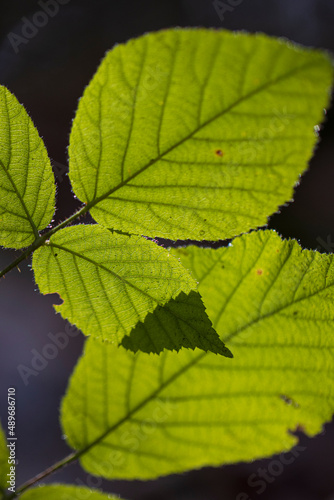 Blätter im Licht © Julien Huber
