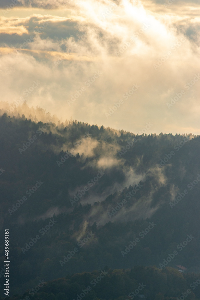 Fototapeta premium Wald im Nebel