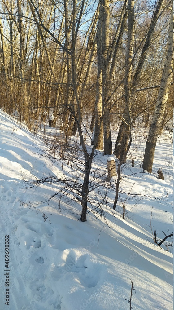 Fototapeta premium snow covered trees