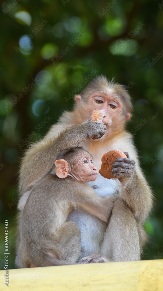 Monkey mother and baby Eating