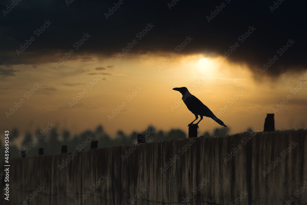 Crow Silhouette at Beach on sunset. Crow Silhouette at Beach on sunset.