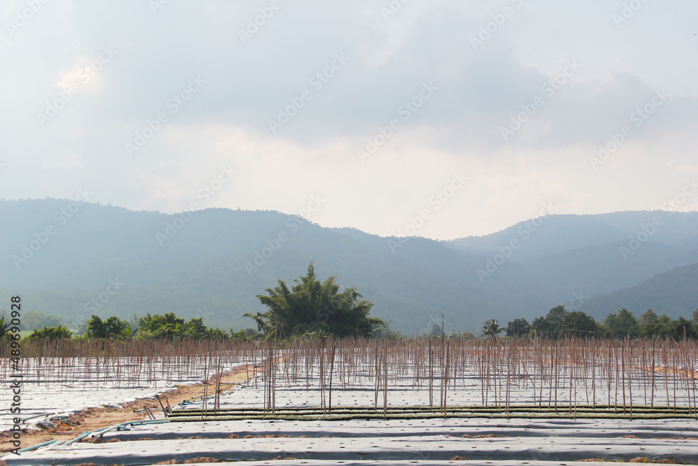 Cover the vegetable plot with plastic to maintain soil moisture and prevent weeds. Cover the vegetable plot with plastic to maintain soil moisture and prevent weeds.