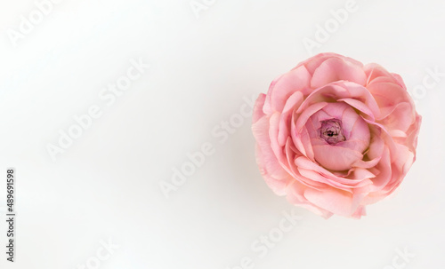 Beautiful spring pink tender flower bud on white background with empty copy space.