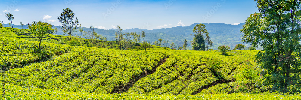 Tea plantation in up country near Nuwara Eliya, Sri Lanka background blue sky, panorama