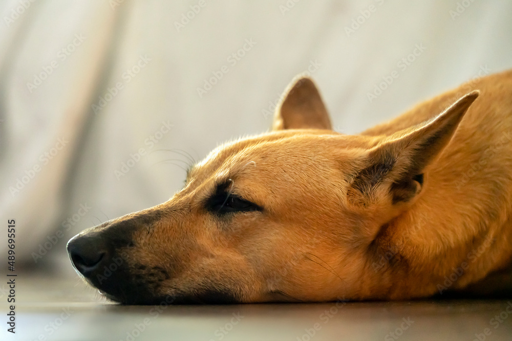 the dog is sleeping, a close-up of the head of a red-haired mutt dog. comfort and tranquility of pets