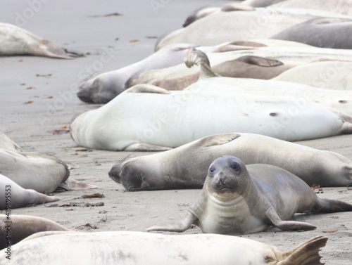 Seeelefanten am Strand