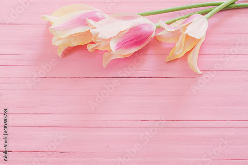pink and yellow tulips on painted wooden background