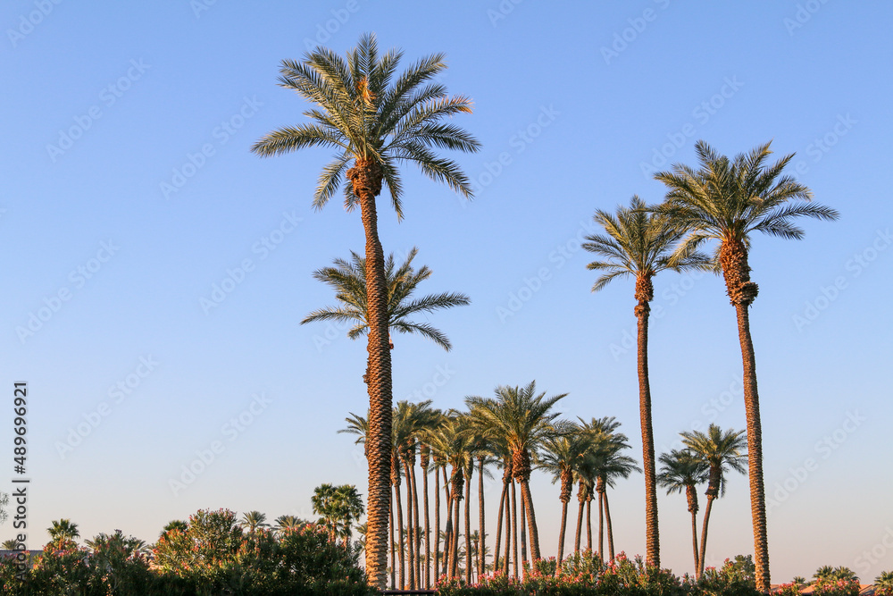 palm trees oasis desert blue sky clear skies tall palms skyline horizontal palm tree landscape