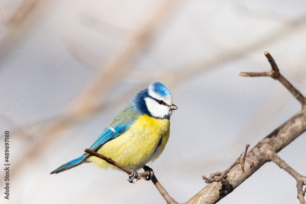 Obraz premium A blue tit (Cyanistes caeruleus) perched..