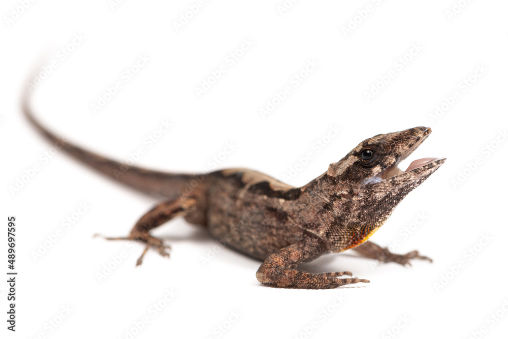 Naklejka premium Brown anole (Anolis sagrei) on a white background