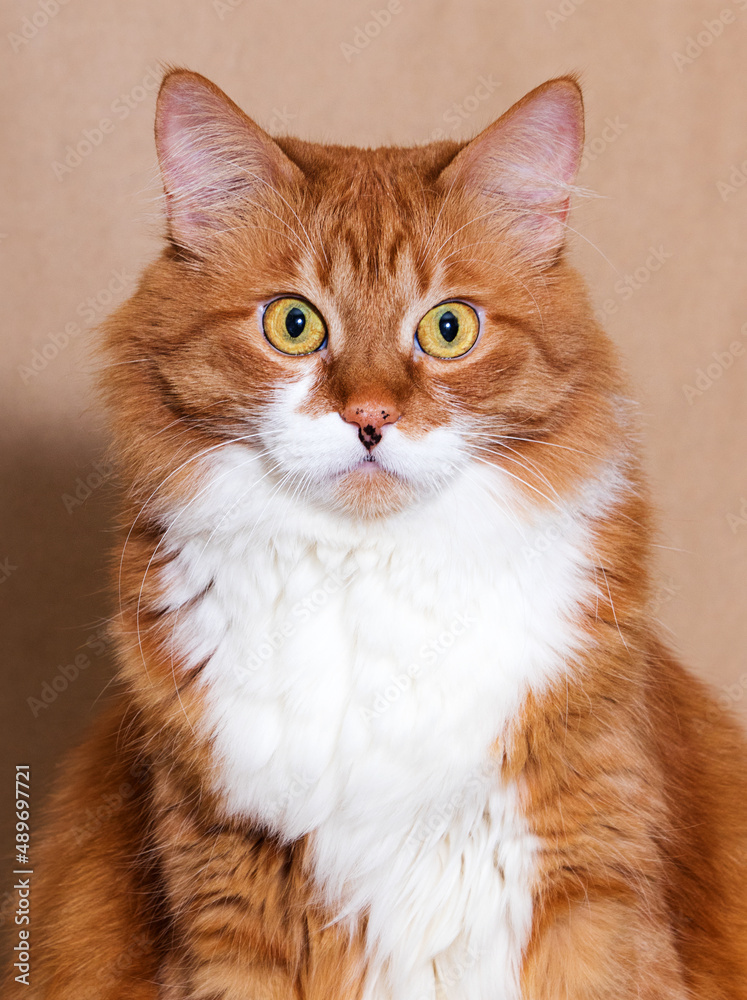 red tabby cat looks facial expression