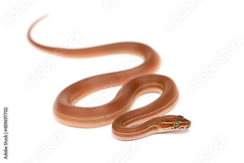 Striped house snake (Boaedon lineatus) on a white background