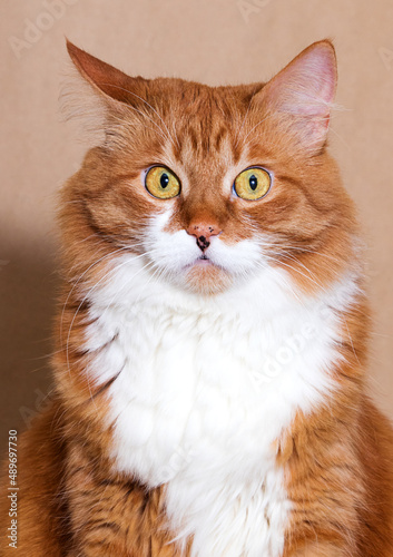 red cat attentively listens to the expression of the muzzle