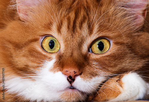 muzzle red cat facial expression