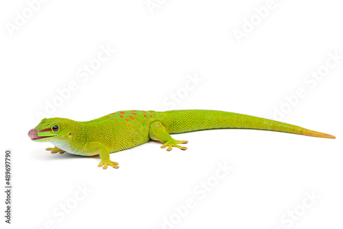 Madagascar giant day gecko (Phelsuma grandis) sticking out his tongue on a white background