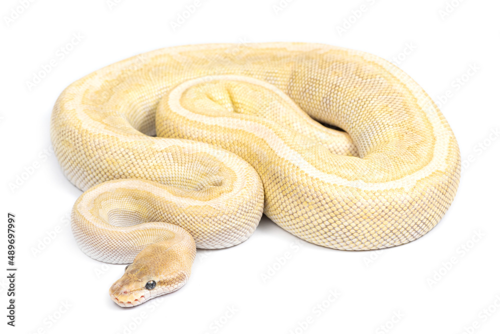 Ball python (Python regius) on a white background Ball python (Python regius) on a white background