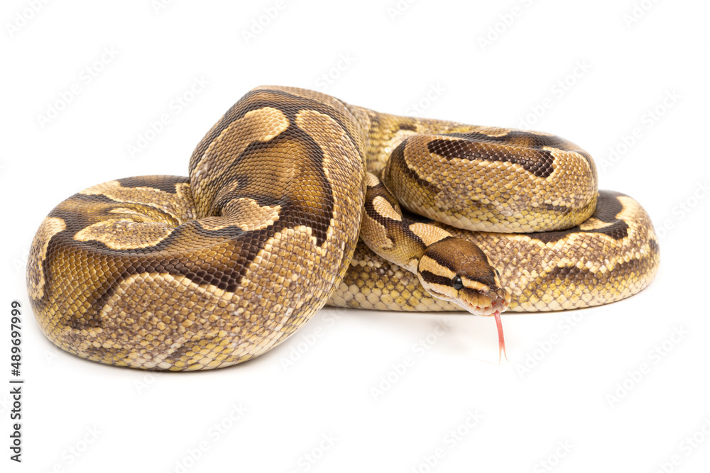 Obraz premium Ball python (Python regius) on a white background