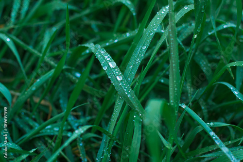 Fresh green grass leaves in large drops of dew or rain. Water droplets on green leaves.
