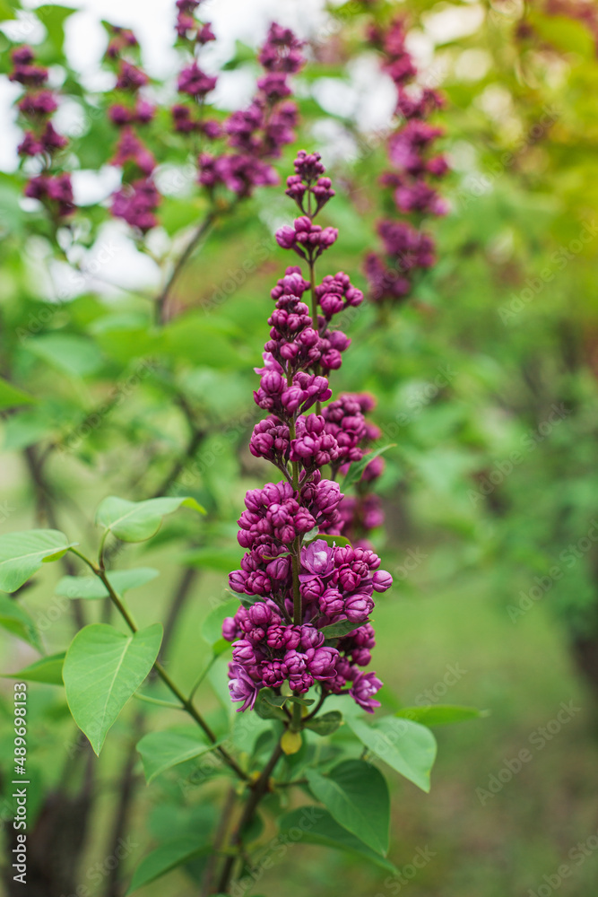 Beautiful lilac flowers. Lilacs bloom beautifully outdoors in spring. Blooming lilac bush with tender tiny flower, lilac flower on the bush. Beautiful lilac flowers. Lilacs bloom beautifully outdoors in spring. Blooming lilac bush with tender tiny flower, lilac flower on the bush.