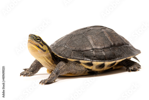  Amboina box turtle (Cuora amboinensis) on a white background