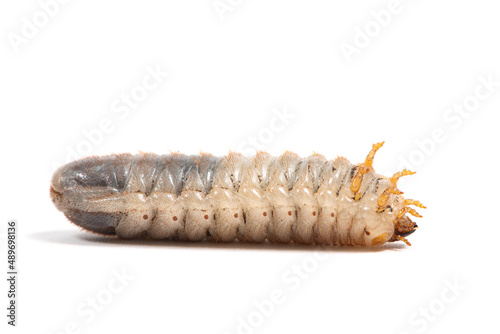 Beetle larva on a white background