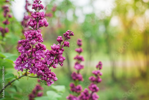 Beautiful lilac flowers. Lilacs bloom beautifully outdoors in spring. Blooming lilac bush with tender tiny flower  lilac flower on the bush.